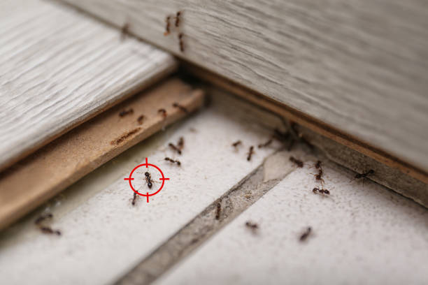Spider Control Near Me in Hillsboro, OH