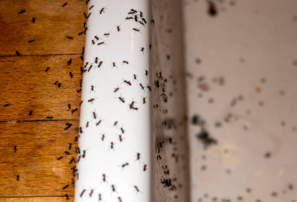 Best Flea Control Services  in Hillsboro, OH