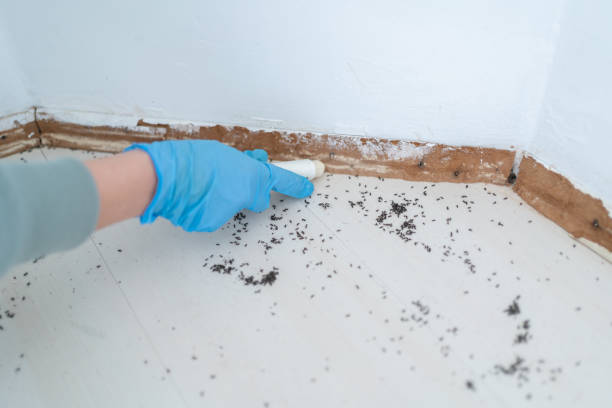 Best Pest Inspection Near Me  in Hillsboro, OH